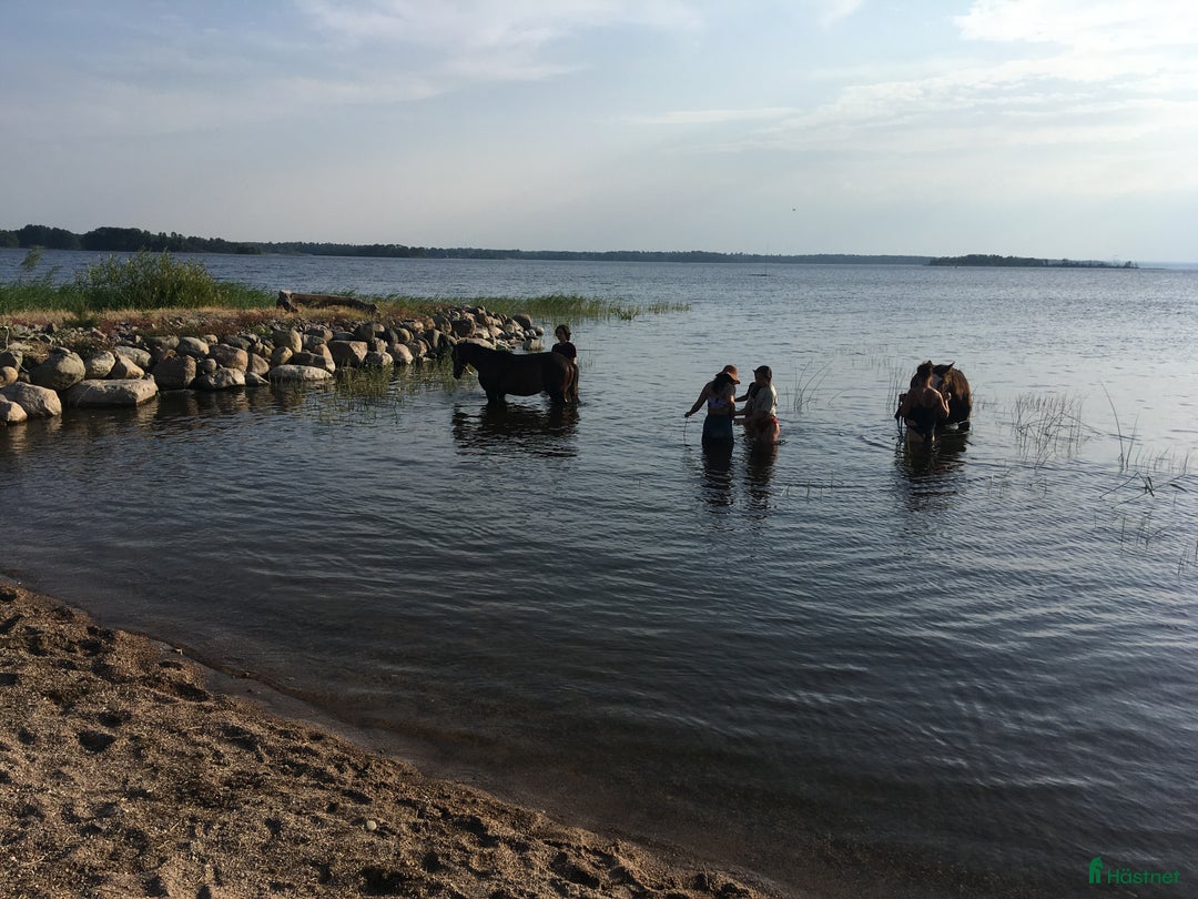  stallplats finnes: Lösdrift Unghingst Valack Sto Norrköping 2500:-  i Norrköping - Annons 5