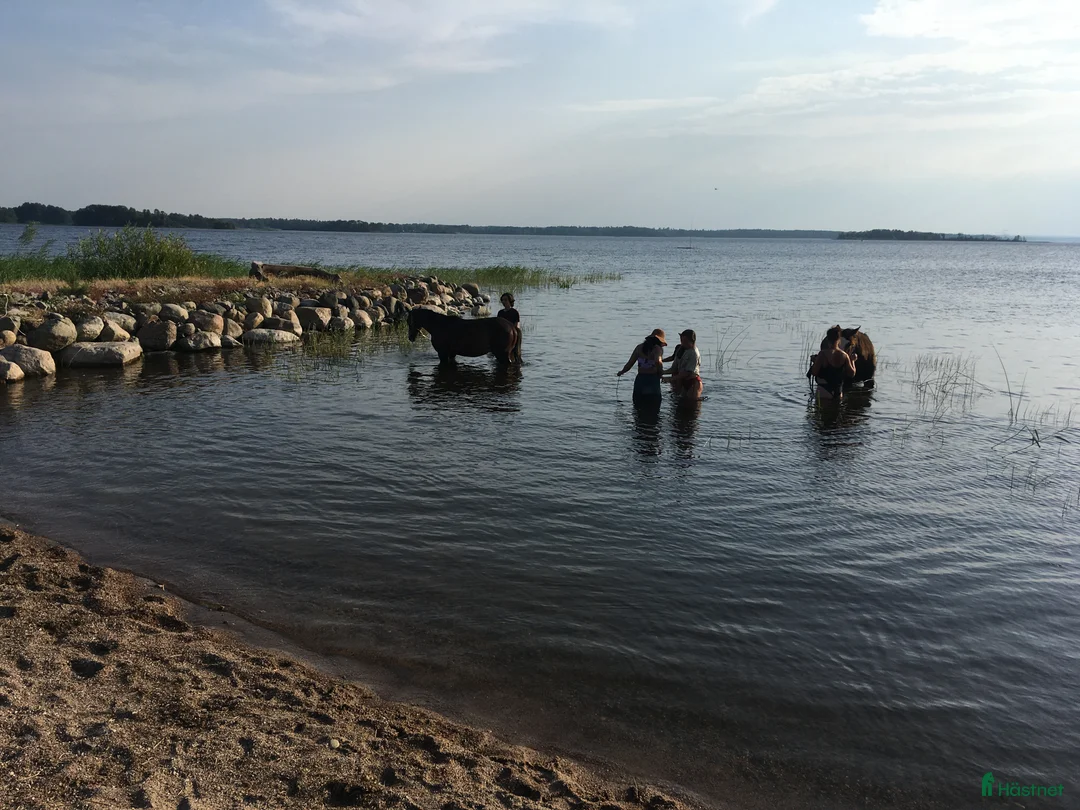  stallplats finnes: Lösdrift Unghingst Valack Sto Norrköping 2500:-  i Norrköping - Annons 5