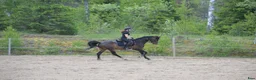 Allround hästar till salu: Trevligt sto med erfarenhet av galopp och hoppning i Vagnhärad - Annons 5