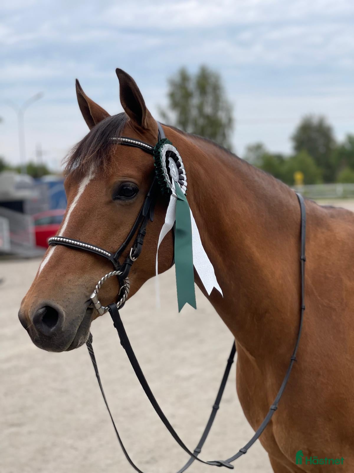  hästar C-ponny i Jönköping - Annons 17