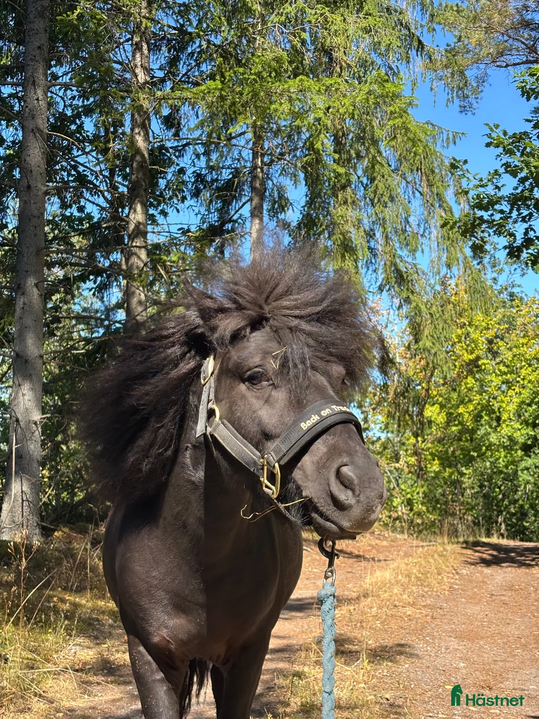 Trav hästar till salu: Framtida trav/ridponny? i Olofström - Annons 2