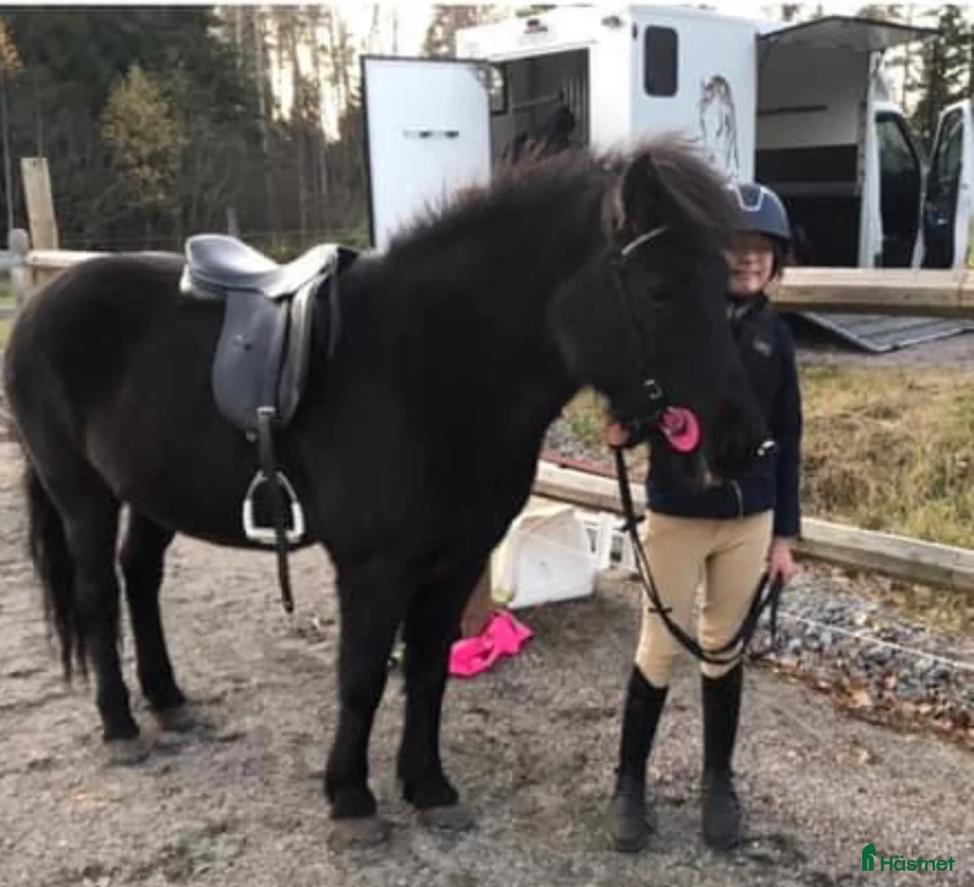 Island hästar till salu: Intressekoll i Knutby - Annons 6