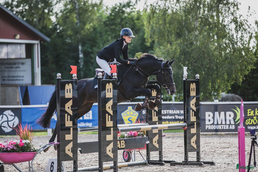 Hoppning hästar till salu: Sportig hopp- eller dressyrhäst i Jonstorp - Annons 2