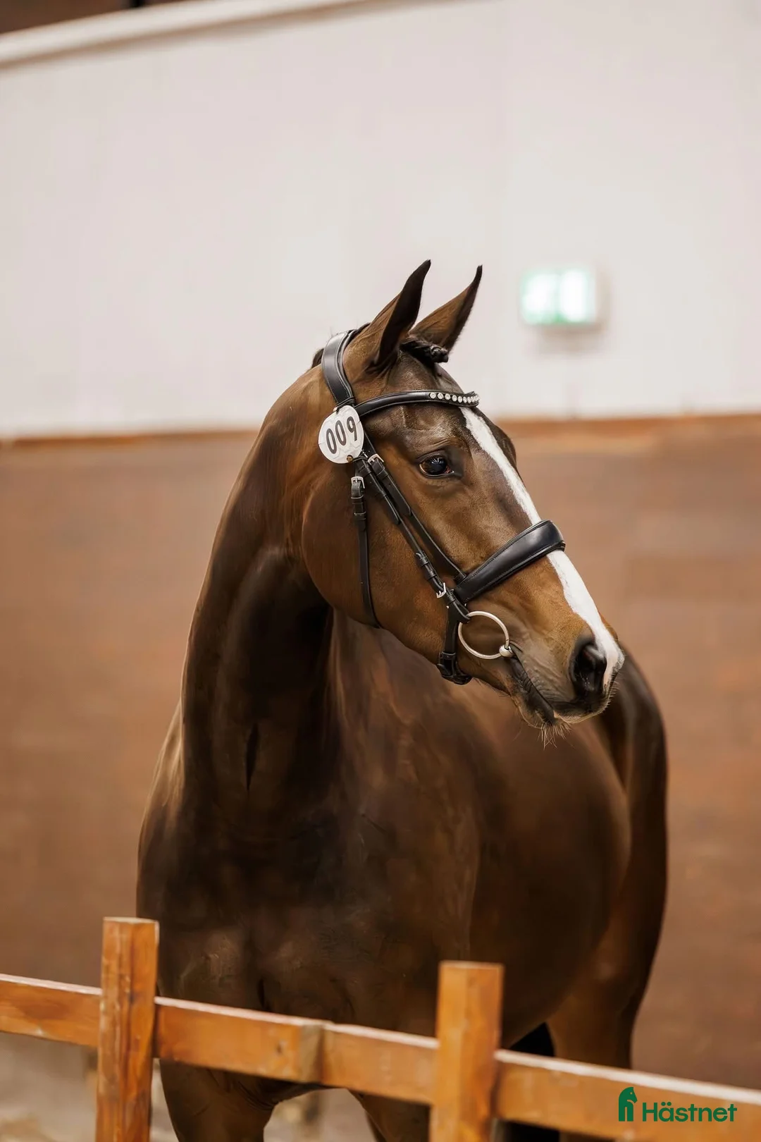 Allround hästar till salu: Lovande 3-åring med stort hjärta i Västerås - Annons 2