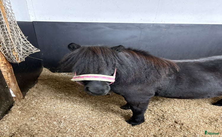  hästar i Ullared - Annons 3