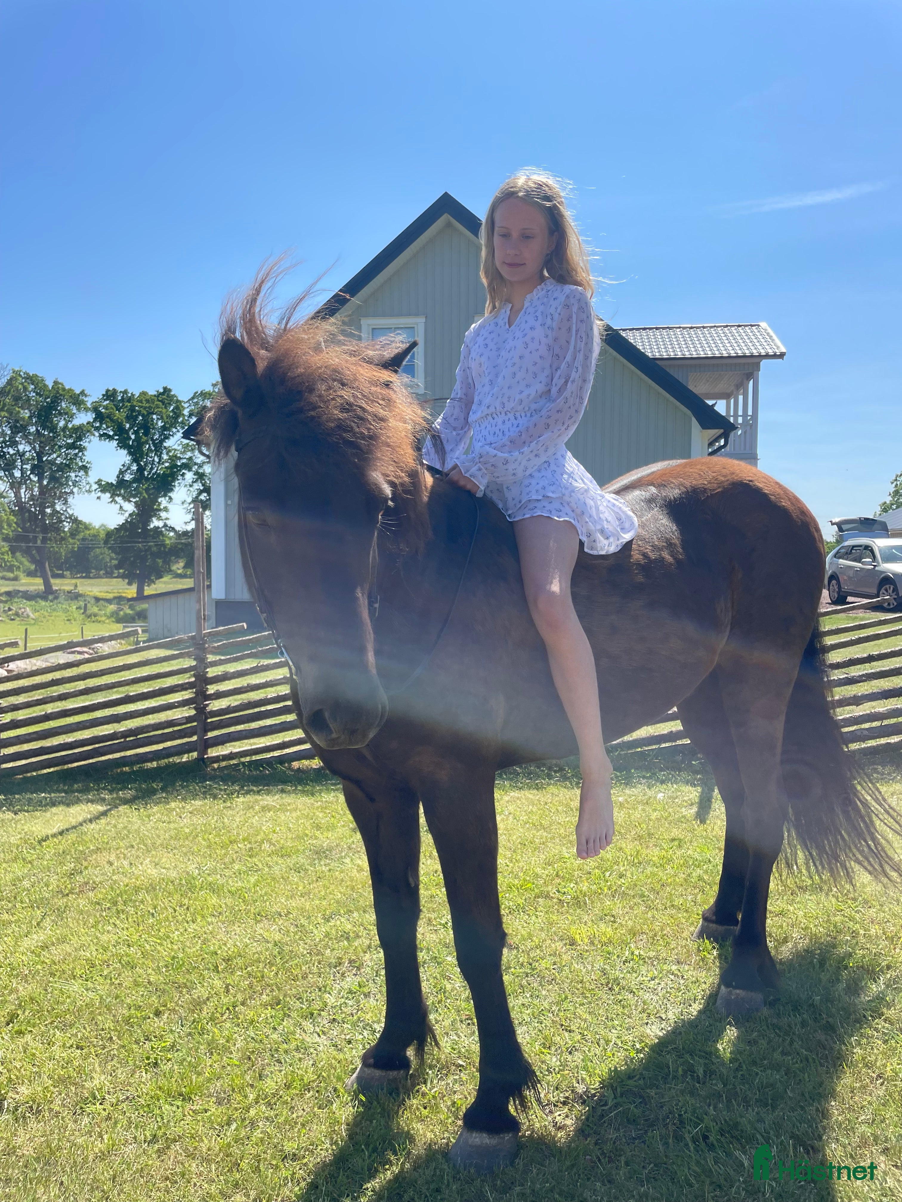  hästar Söker islandshäst på foder  - Annons 1