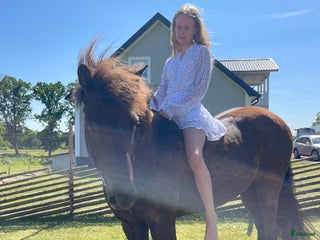 hästar Söker islandshäst på foder i Mönsterås - Annons 10