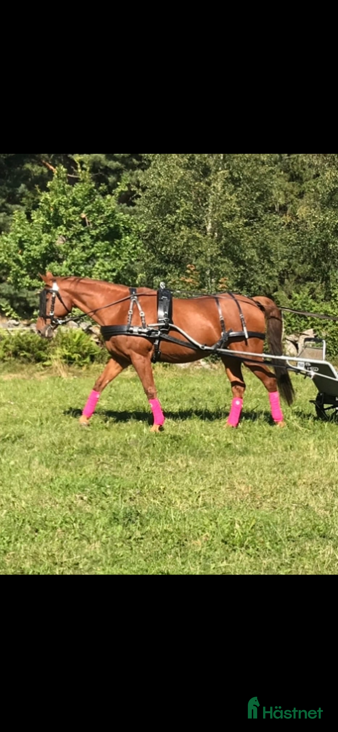 Körselar körning till salu: Maraton sele normandy, huvudlag, tömmar i Tidaholm - Annons 1