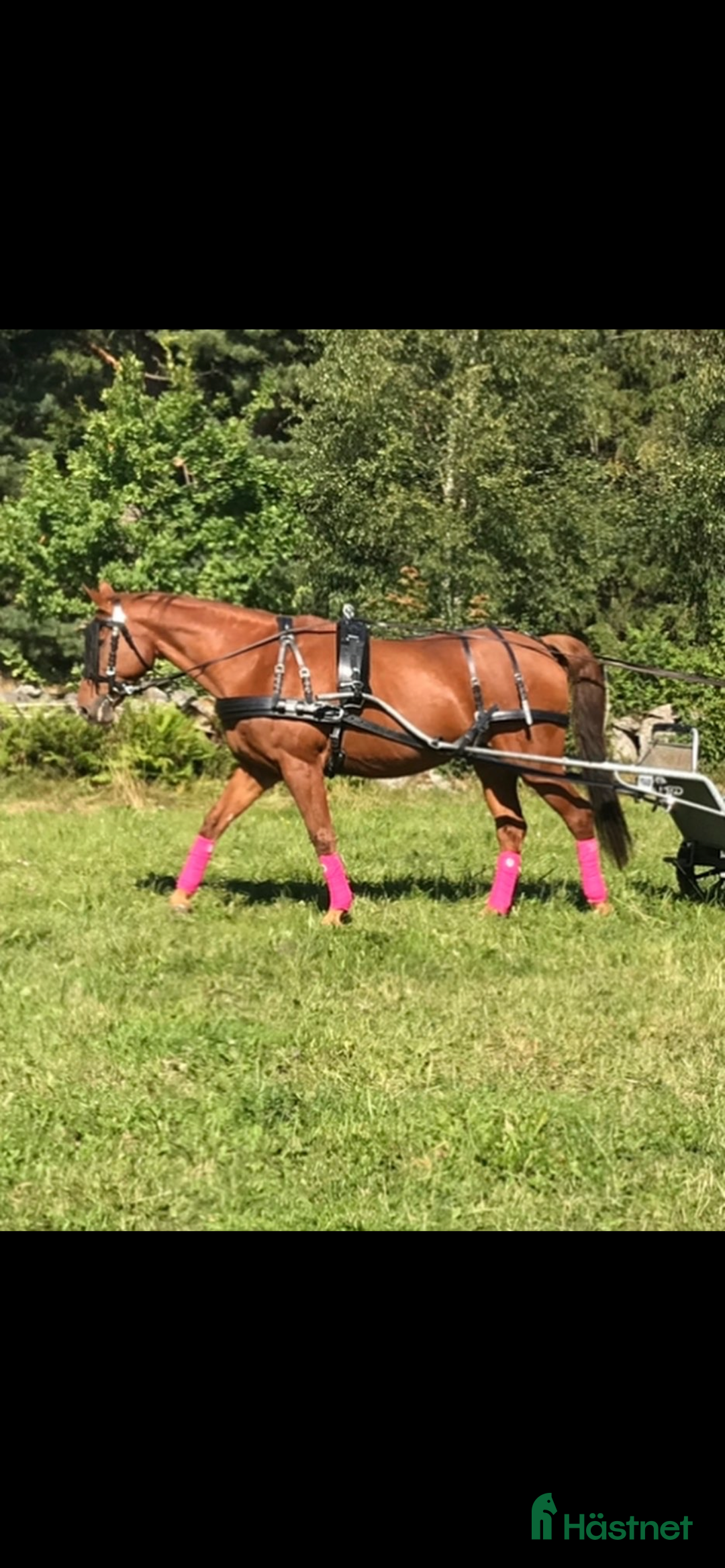 Körselar körning till salu: Maraton sele normandy, huvudlag, tömmar i Tidaholm - Annons 1