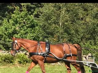 Körselar körning till salu: Maraton sele normandy, huvudlag, tömmar i Tidaholm - Annons 8