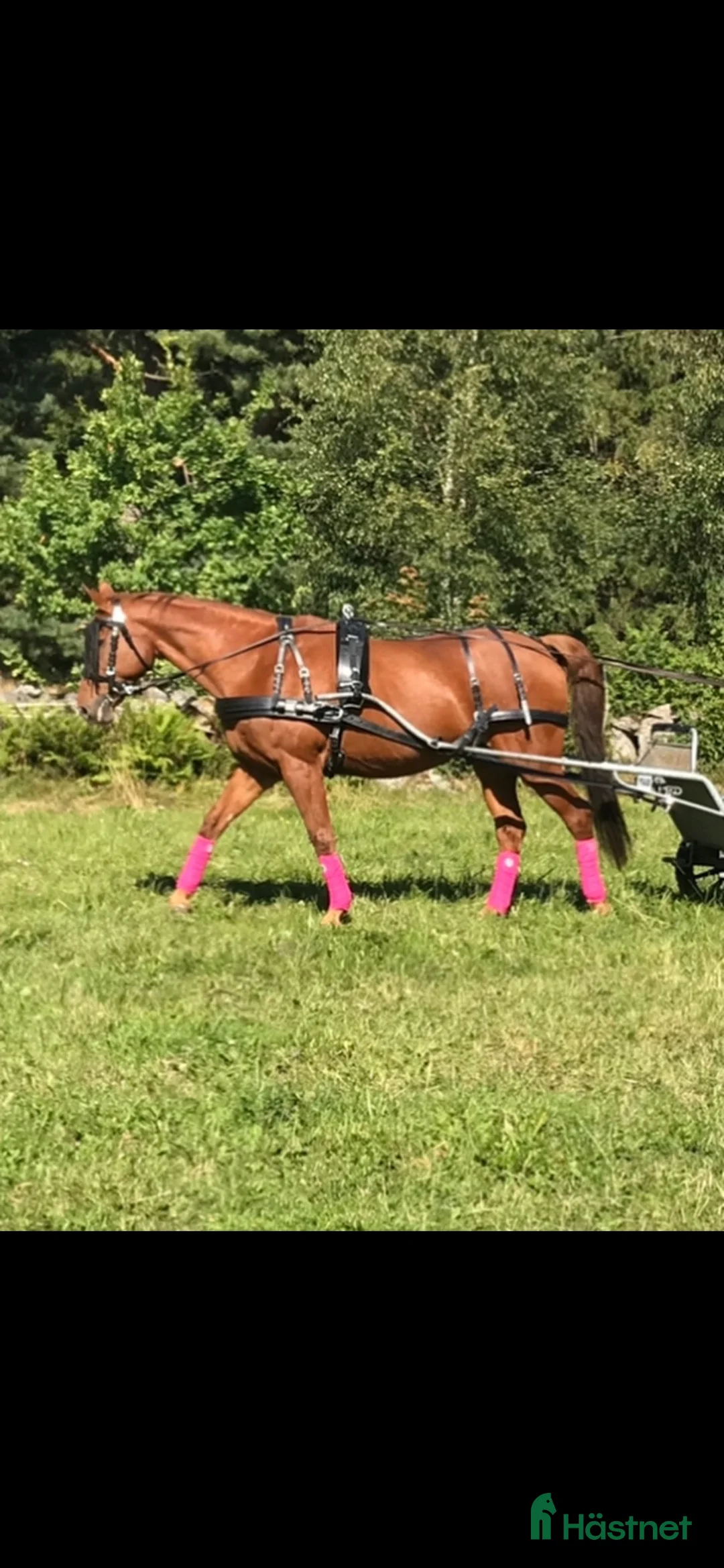 Körselar körning till salu: Maraton sele normandy, huvudlag, tömmar i Tidaholm - Annons 1