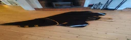 Täcken hästutrustning till salu: Horseware Rambo supreme 420g - Annons 1