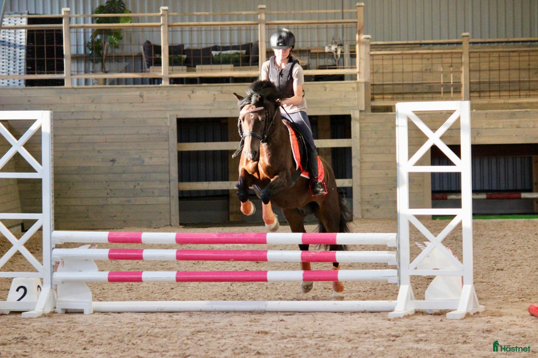 Allround hästar till salu: ✨Lovande Welsh Cob Sto med välmeriterad stam i Vingåker - Annons 9