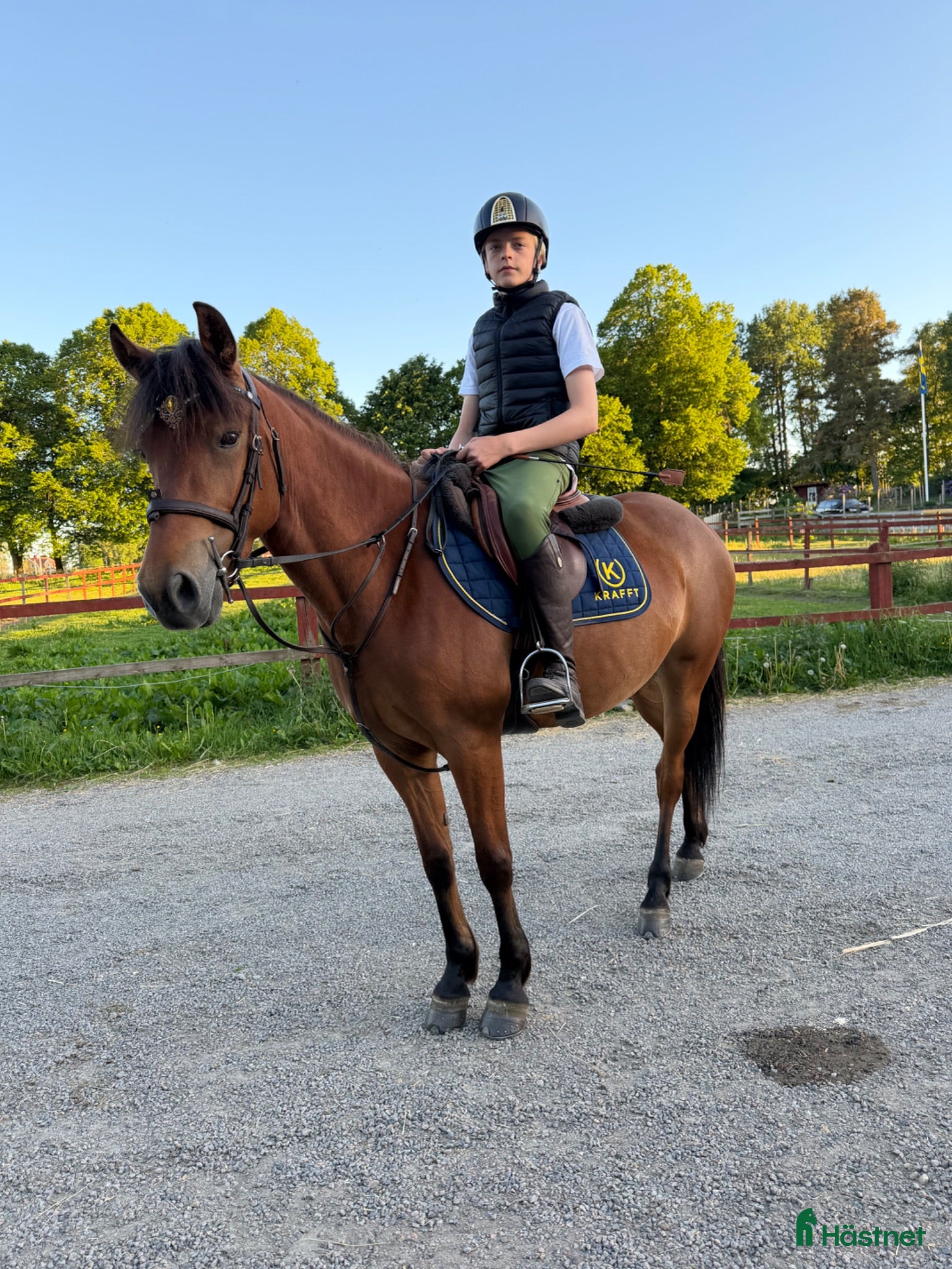  hästar Lovande ungponny - Annons 8