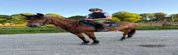 Hoppning hästar till salu: Lovande ungponny - Annons 1