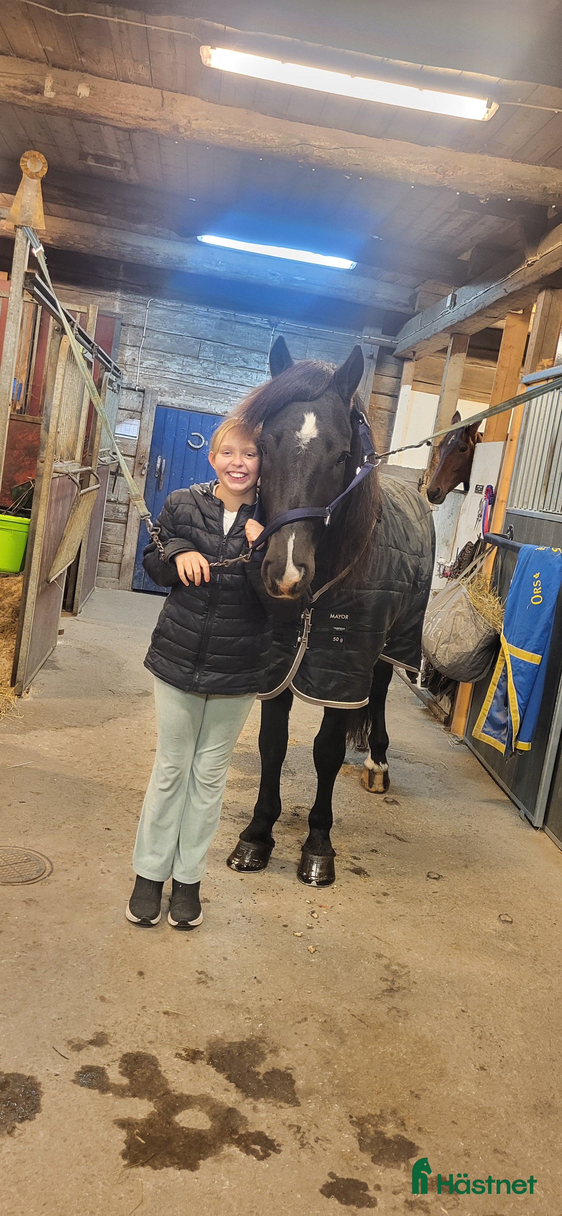  hästar Kallblod - Annons 1