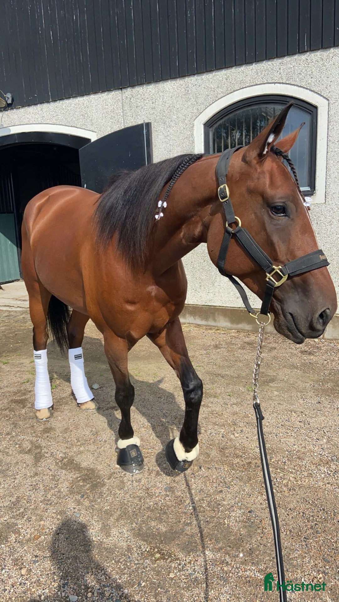 Allround hästar till salu: En fantastisk vän  i Blentarp - Annons 2