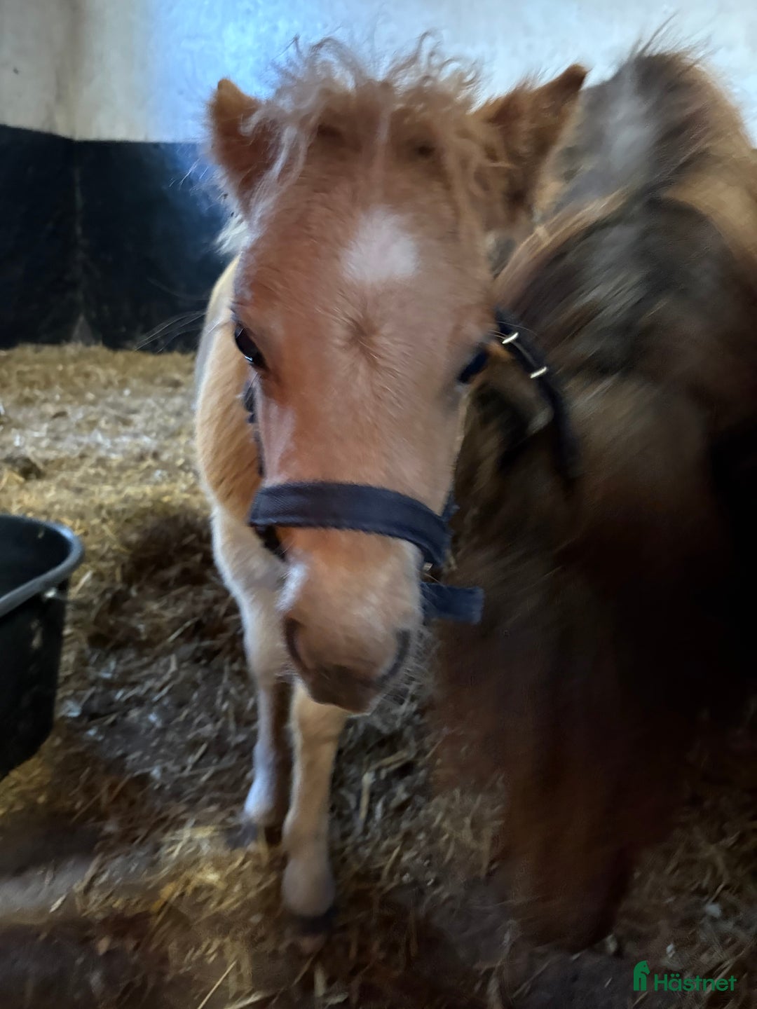 Allround hästar till salu: Social kille (Tingad) i Häljarp - Annons 1