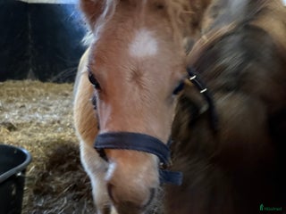 hästar Social kille (Tingad) i Häljarp - Annons 15