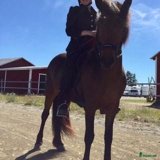  hästar Fantastisk islandshäst som har Allt! - Annons 2