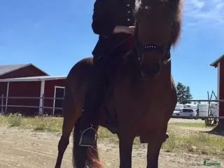 hästar Fantastisk islandshäst som har Allt! - Annons 2