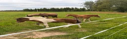 Island hästar till salu: Tre lovande föl efter Mökkvi från Åleby - Annons 1