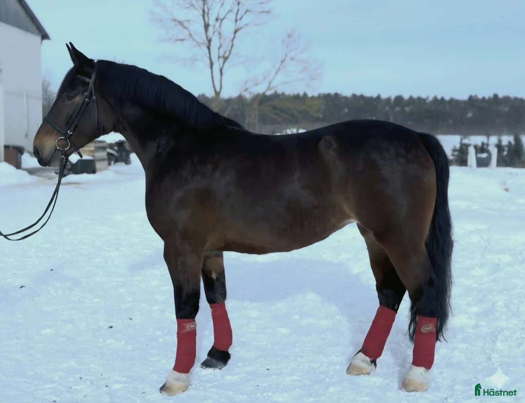 Allround hästar till salu: Your Next Adventure Awaits - perfect for everybody i Örsundsbro - Annons 5