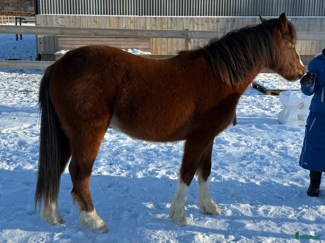 Allround hästar till salu: Ungponny med prestationsstam - Annons 6