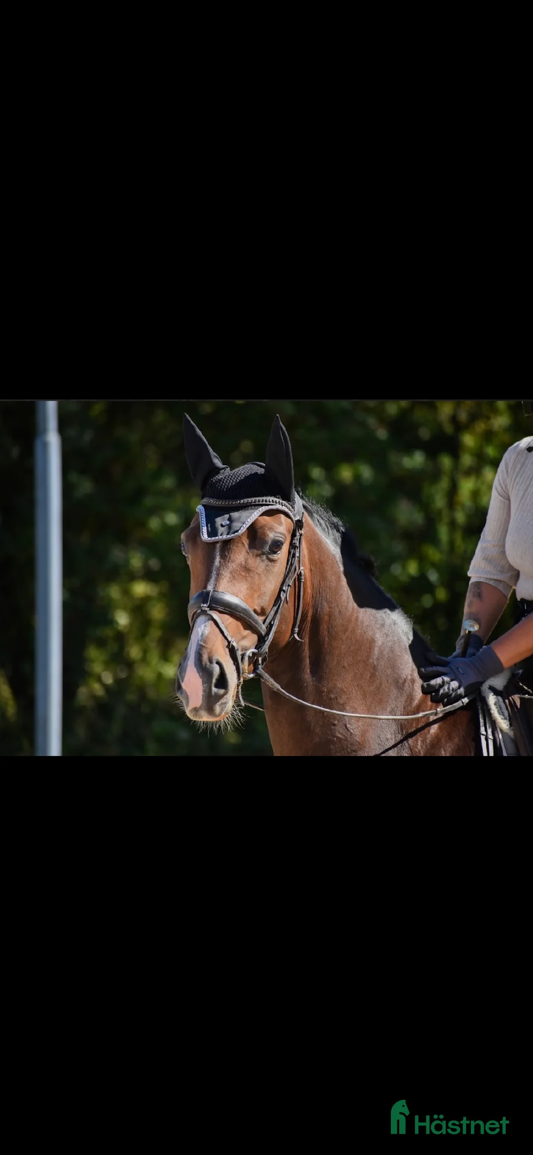  medryttarhäst finnes: Rutinerad ryttare sökes till dressyrsto i Halmstad - Annons 2
