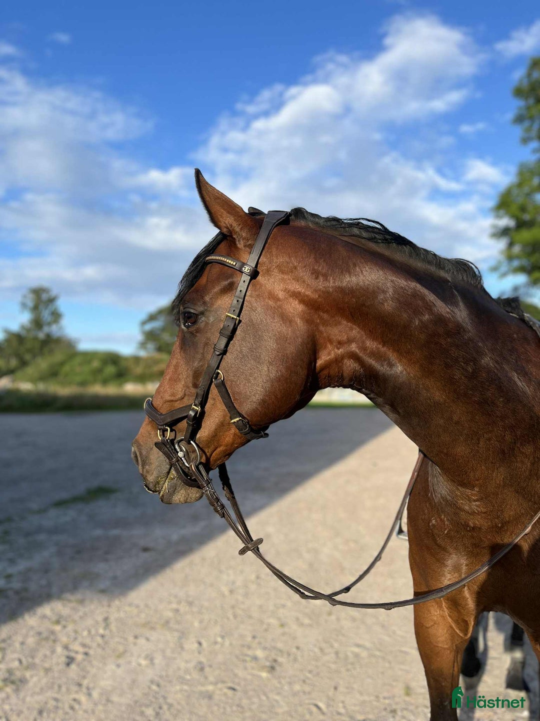 Hoppning hästar till salu: Charmig valack - Annons 2
