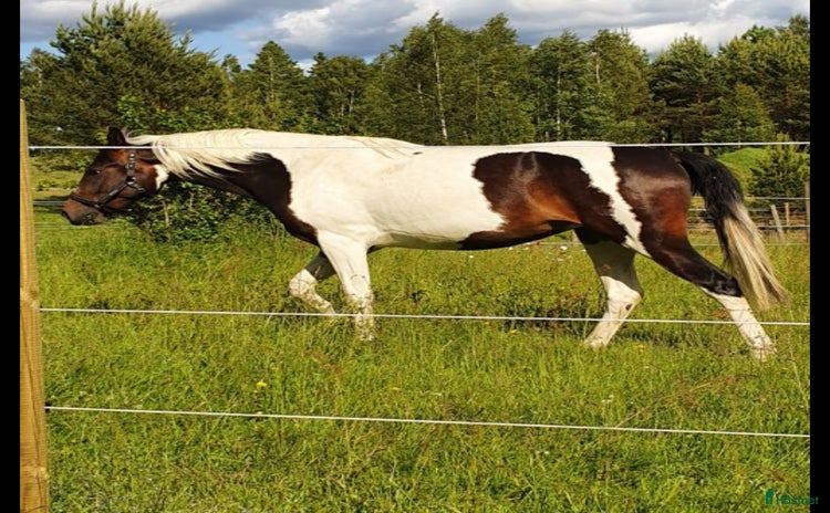  hästar Läckert skäck sto i Tenhult - Annons 3