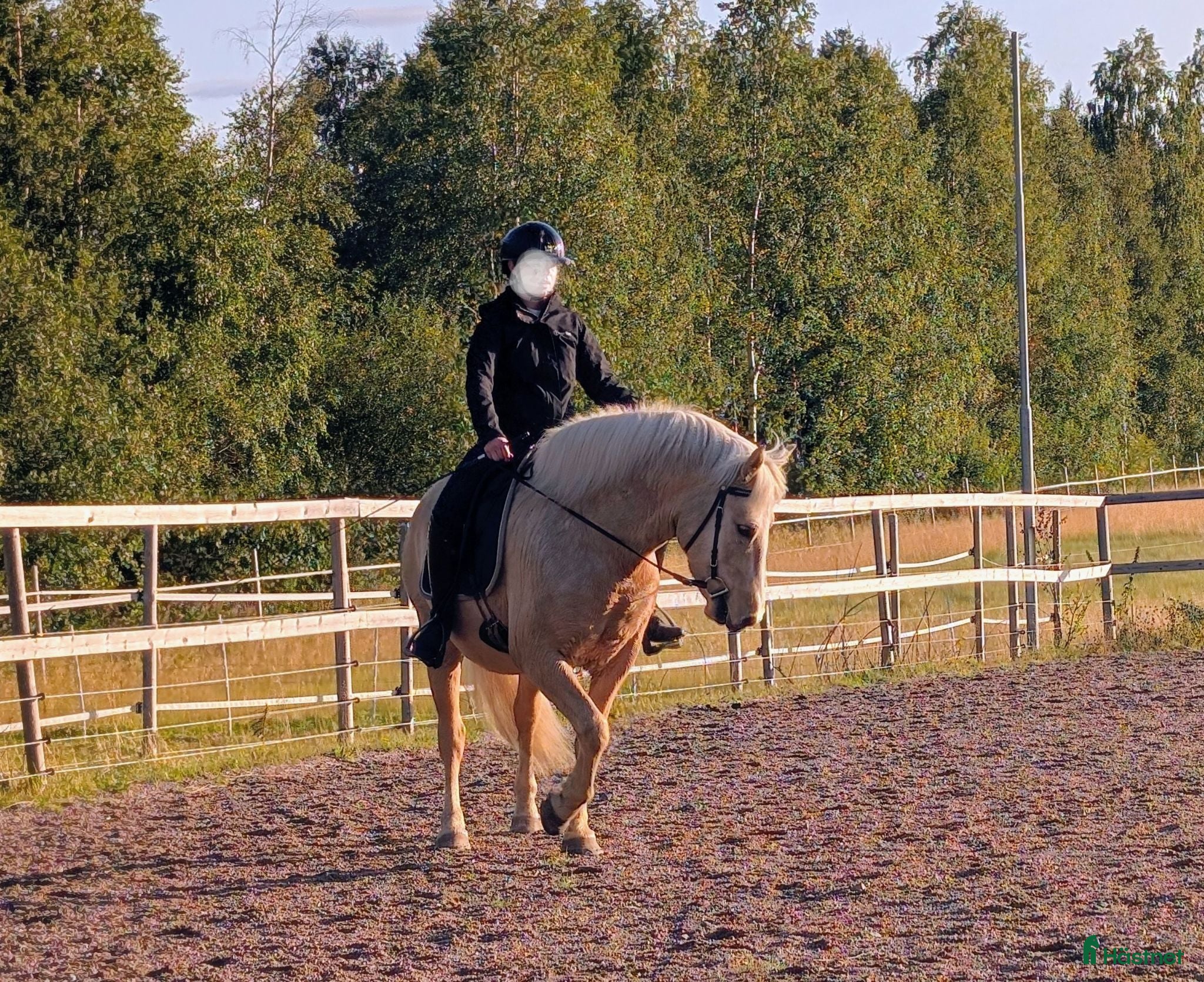  hästar Rejäl d-ponny med fint temperament  - Annons 7