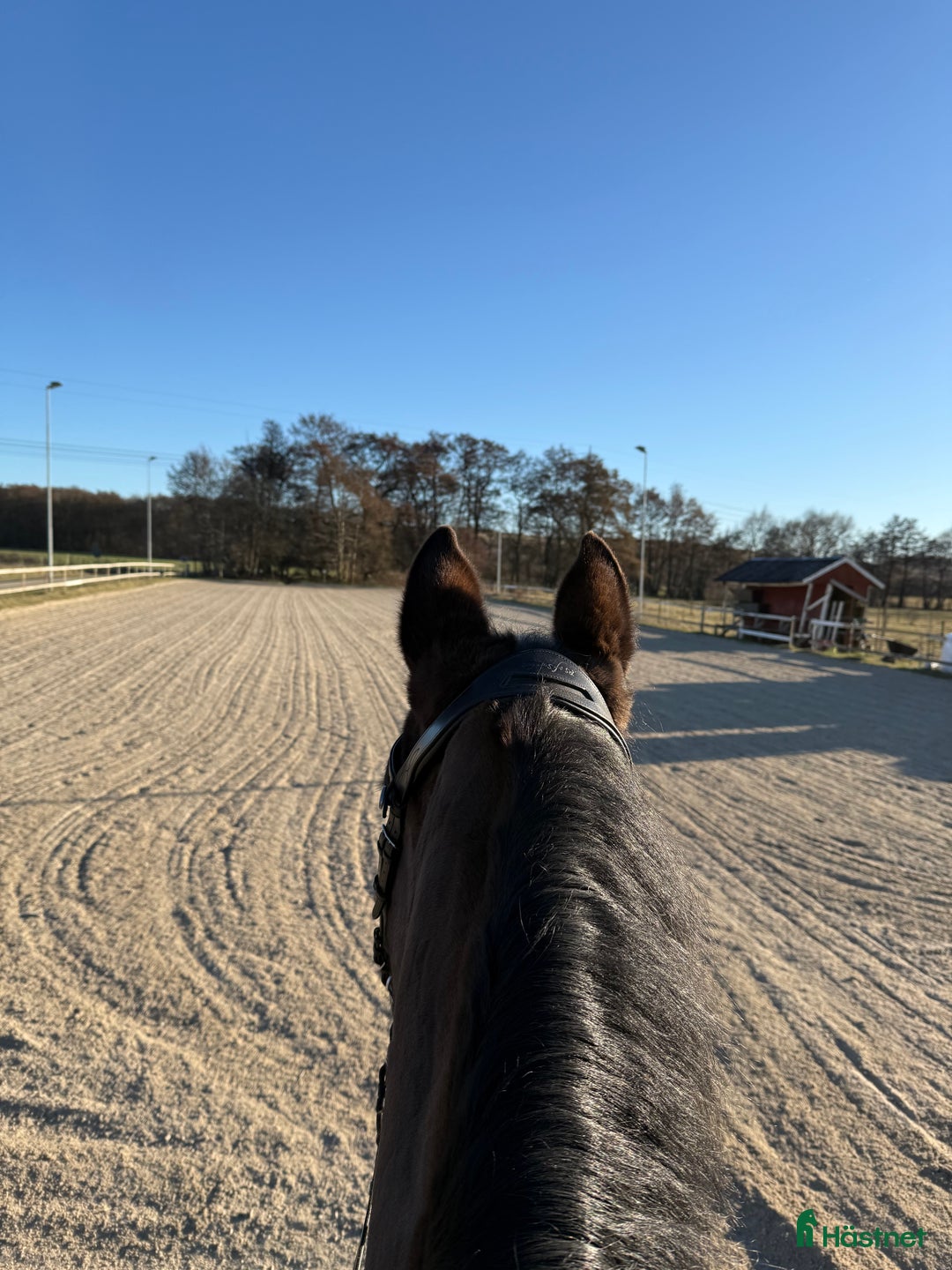  medryttarhäst sökes: Elton söker medryttare - södra sandby i Svedala - Bild 4