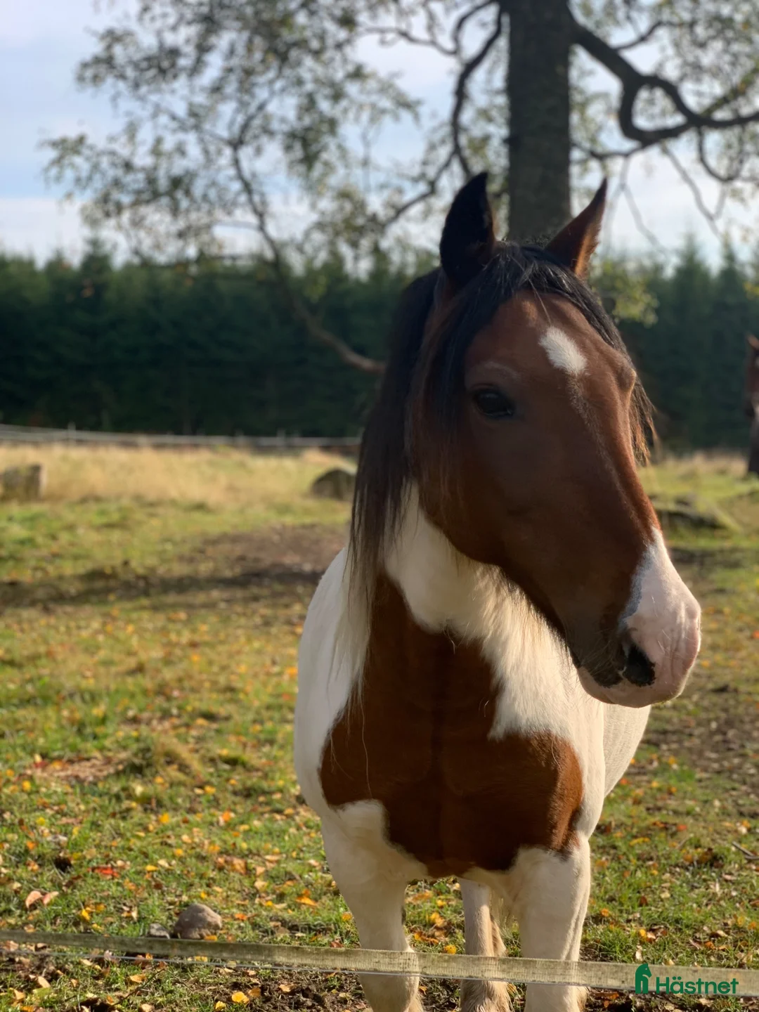 Allround hästar till salu: Fin C-ponny  - Annons 2