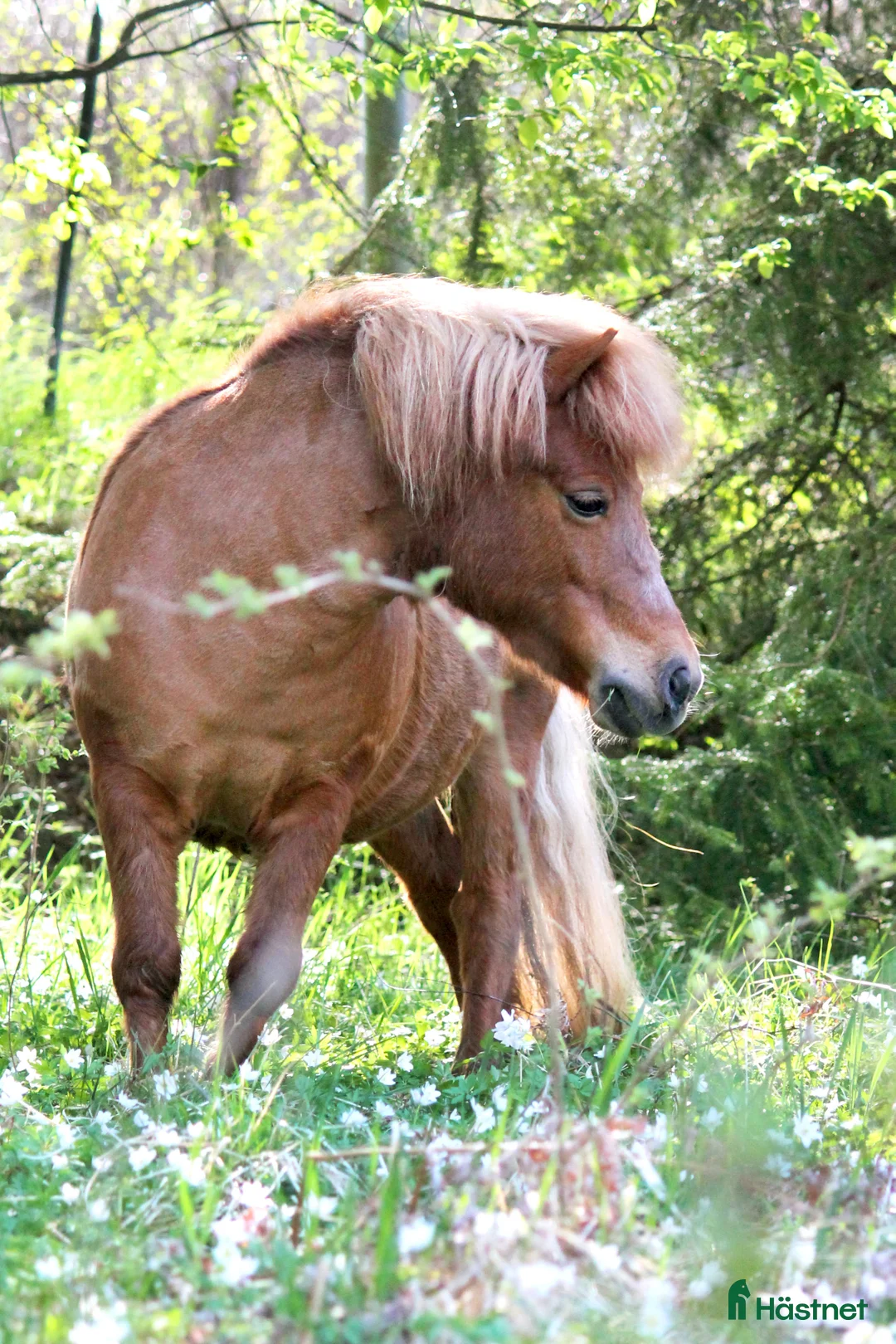 Allround hästar till salu: Charmigt Shetlandssto - Annons 5