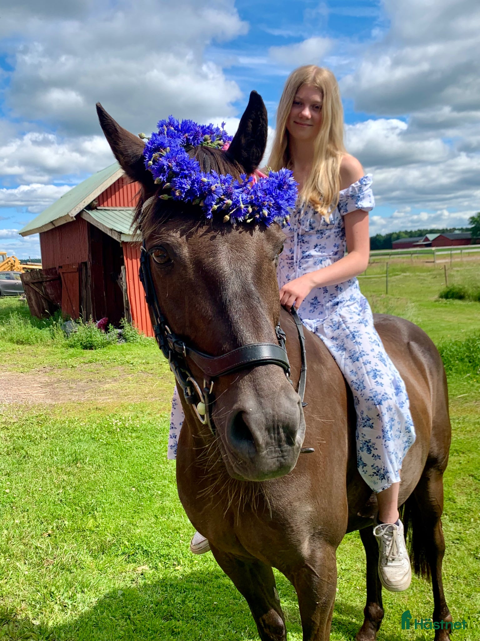  hästar Fin D-ponny söker nytt hem - Annons 18