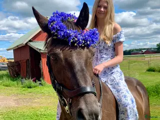 hästar Fin D-ponny söker nytt hem - Annons 17