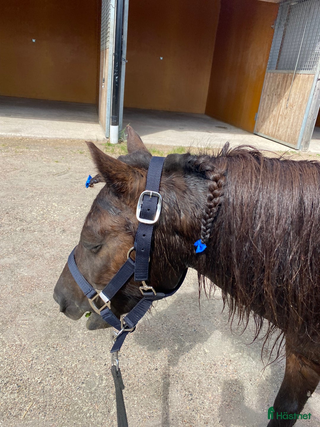 Trav hästar till salu: Läromästare  i Nybro - Annons 6