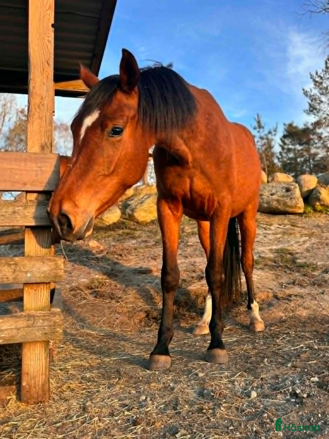 Allround hästar till salu: Älskade Nikki - Annons 5