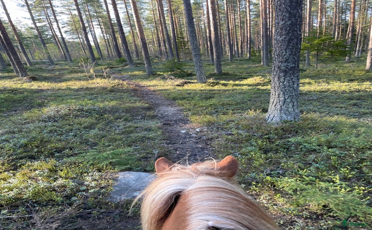 stallplats i Umeå - Annons 8