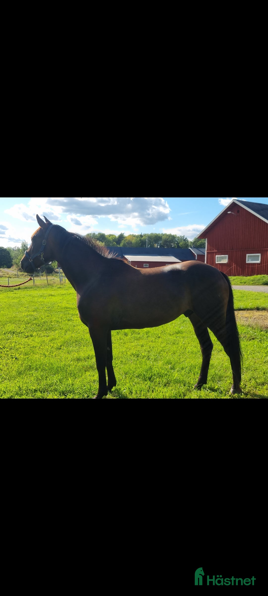 Allround hästar till salu: Till salu i Sorunda - Annons 4