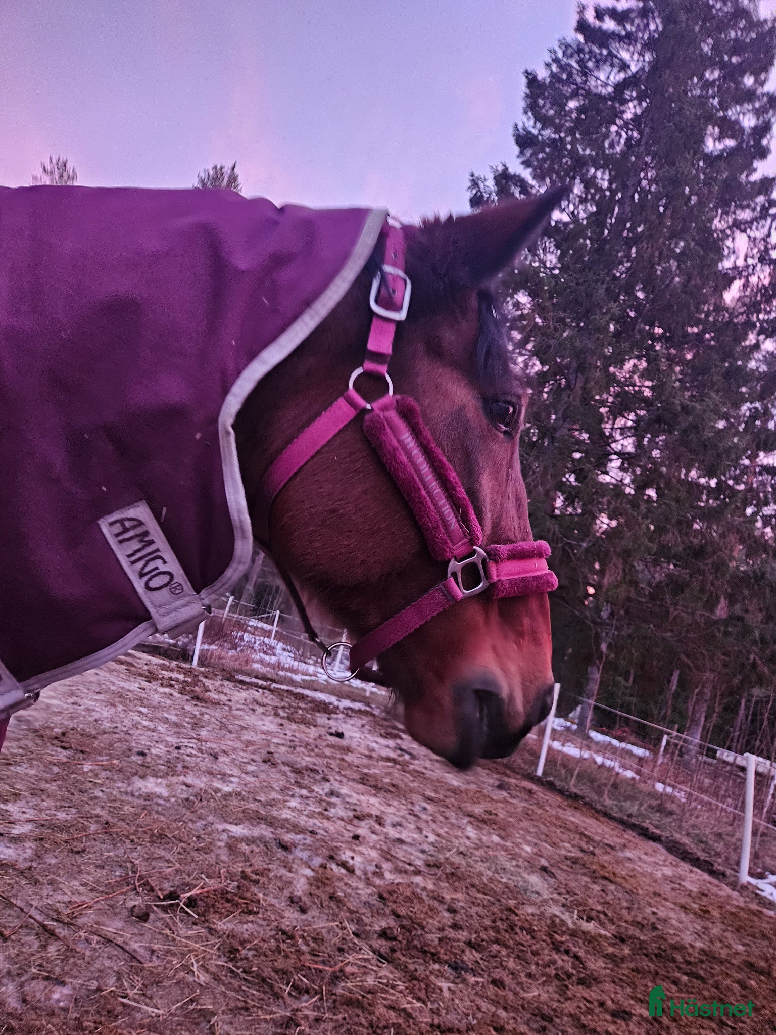  hästar KEFIR SÖKER NYTT - Annons 1