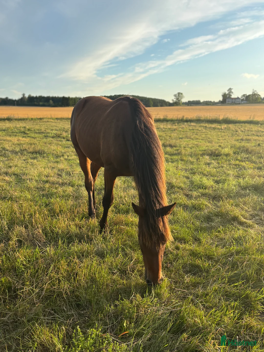 Hoppning hästar till salu: Framtida multitalang  - Annons 2