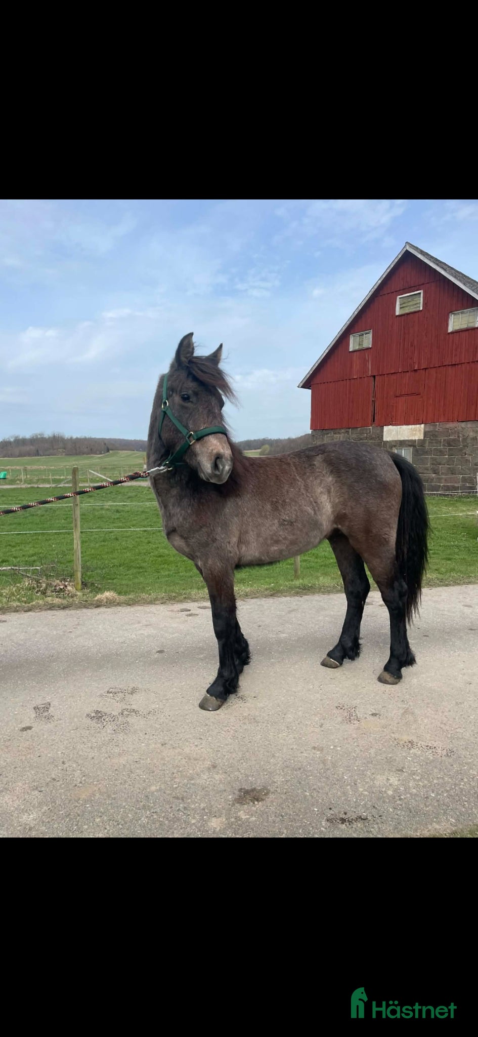  hästar Superfin valack med ett hjärta av guld.  - Annons 1