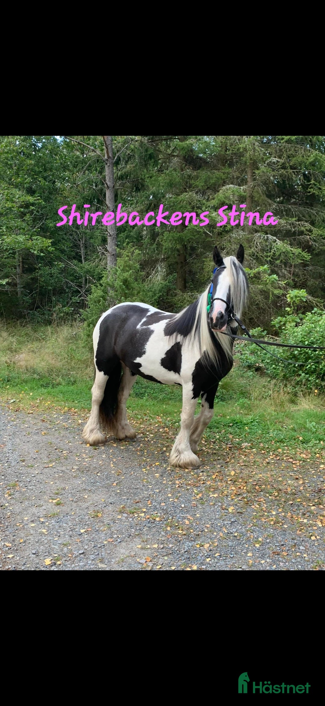 Allround hästar till salu: Blivande rid,körhäst och bästa kompis i Mörbylånga - Annons 9