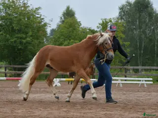 Allround hästar till salu: Superfin russvalack - Annons 3