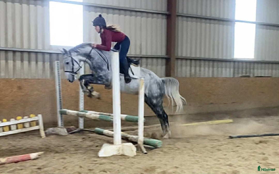 Allround hästar till salu: Allrounder ponies i Ljungby - Annons 17