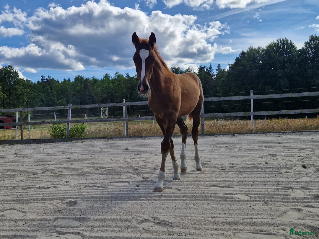 Hoppning hästar till salu: Framtids stjärna  i Hässleholm - Annons 5