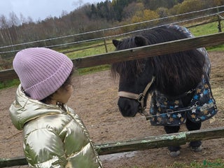 medryttarhäst sökes: Sköthäst sökes i Solna - Annons 7