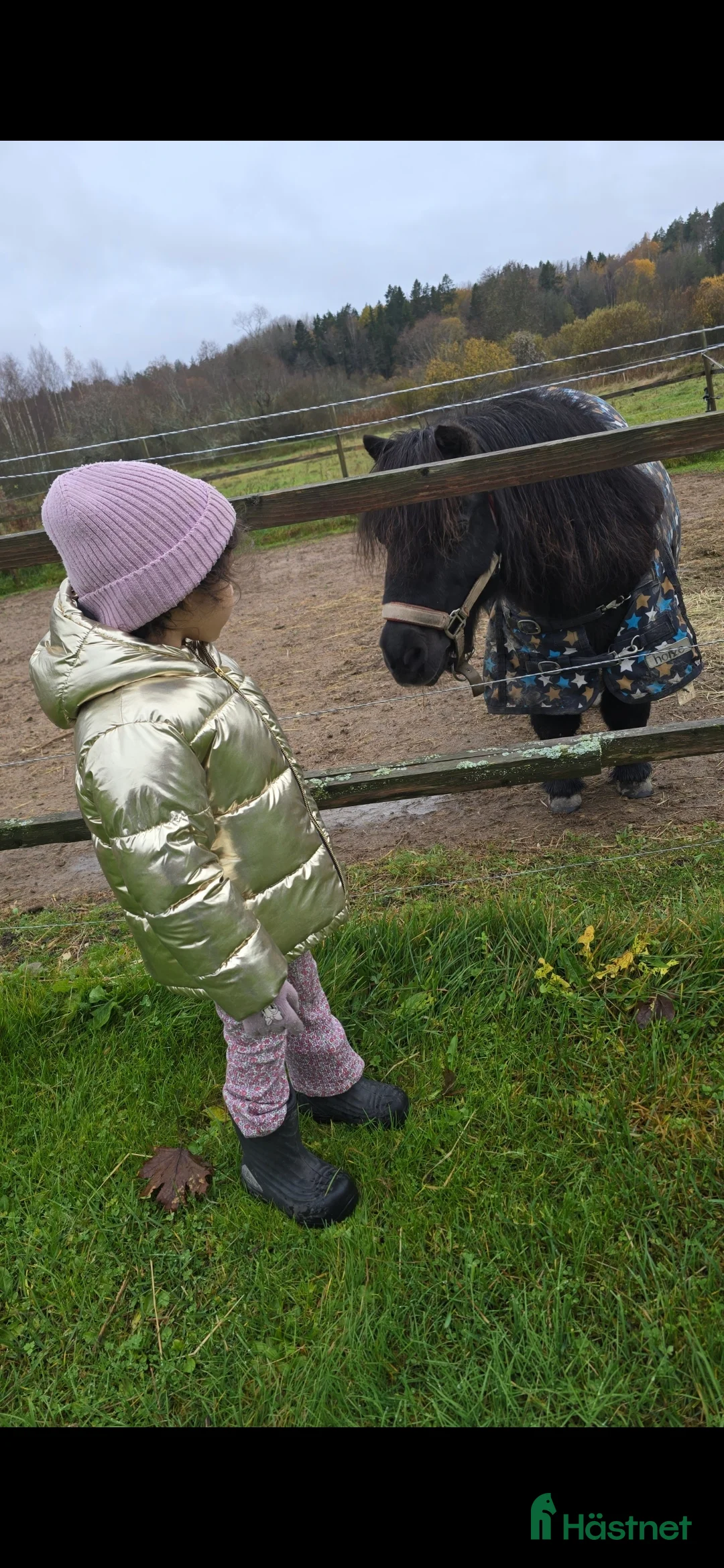  medryttarhäst sökes: Sköthäst sökes i Solna - Annons 1
